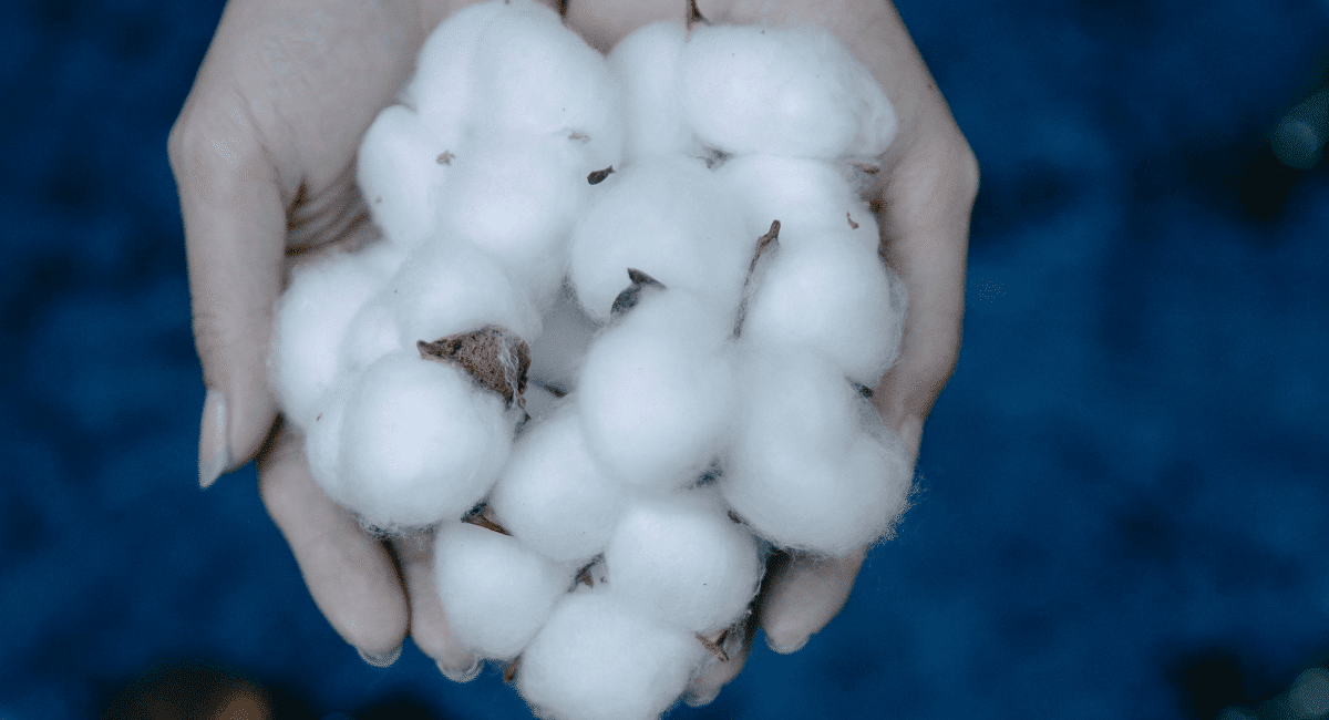 Is Organic Cotton Sustainable - Featured Image