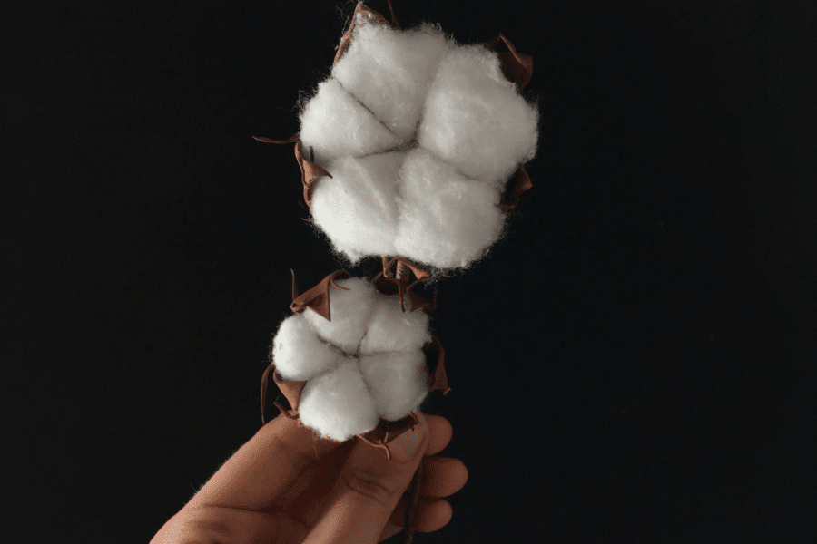Is Organic Cotton Sustainable - Cotton Flower